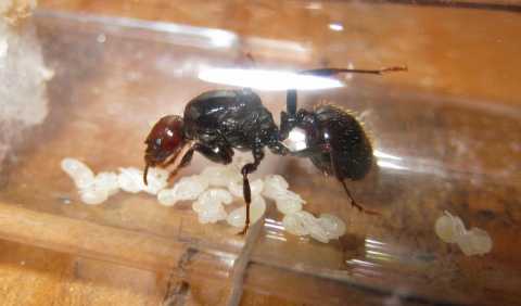 I mirmecofili, coloro che allevano le formiche: «Le ammiriamo»